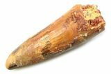 Fossil Spinosaurus Tooth - Real Dinosaur Tooth #357732-1
